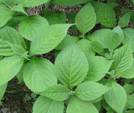 佛山飯堂承包 \